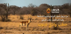 حطب افريقي فاخر